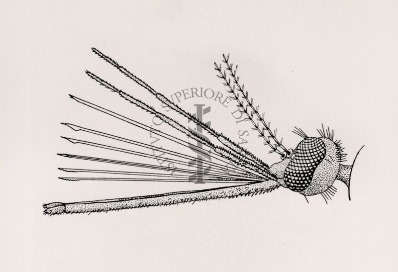 Armatura boccale di Anopheles maculipennis (femmina)