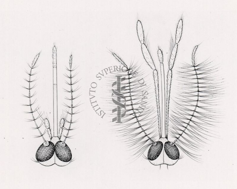 Testa di Culex: femmina a sinistra e maschio a destra