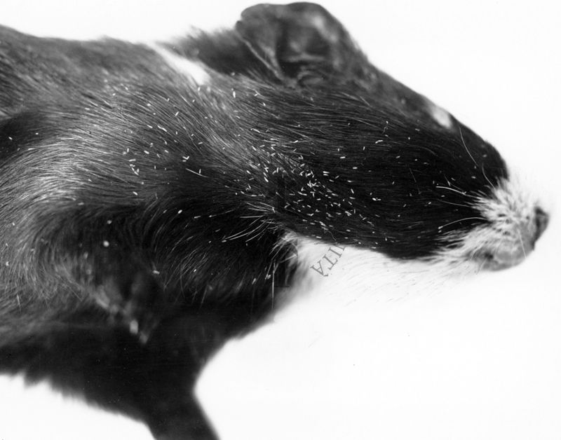 Cavia con Gyropus ovalis