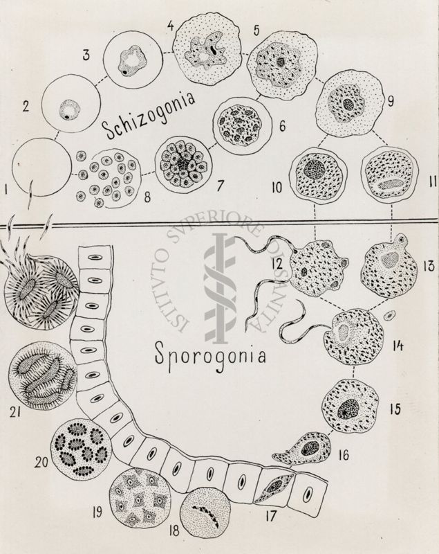 Schema del ciclo di sviluppo del parassita malarigeno nell'uomo e nell'Anopheles