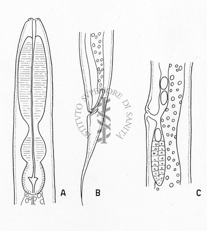 Mauginia musae (parassita dei banani somali)