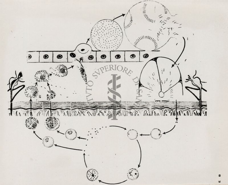 Schema del ciclo di sviluppo del parassita malarigeno dell'Anopheles e nell'uomo