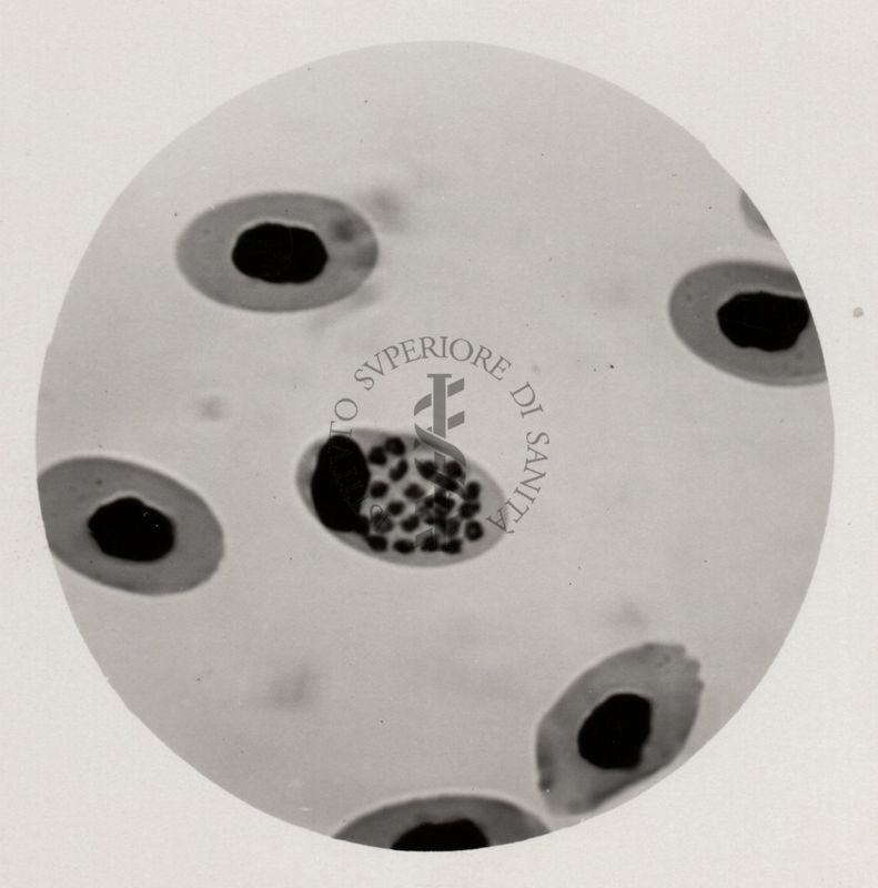 Forme in sporulazione di P. gallinaceum