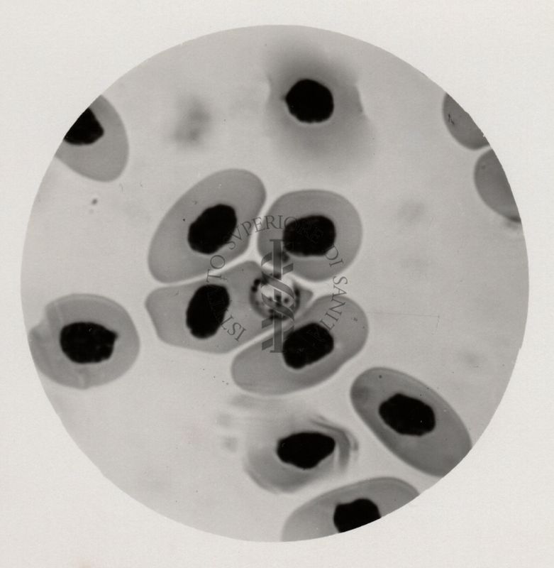 Forme in sporulazione di P. gallinaceum