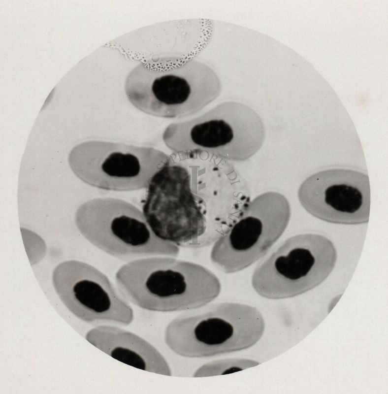 Inclusioni nei globuli bianchi dei polli che ricordano la Rickettsia avium (Carpano 1936)