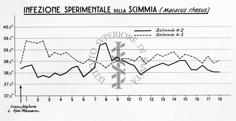 Infezione sperimentale della scimmia da Leptospirosi tipo Mezzano