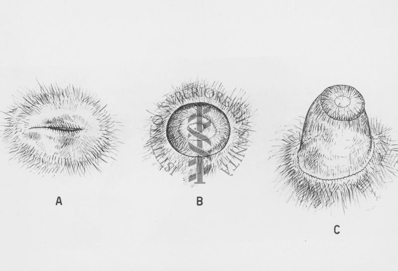 Lorisia Cardonae - A) poro genitale B) all'inizio dell'estraflessione C) tutto estroflesso