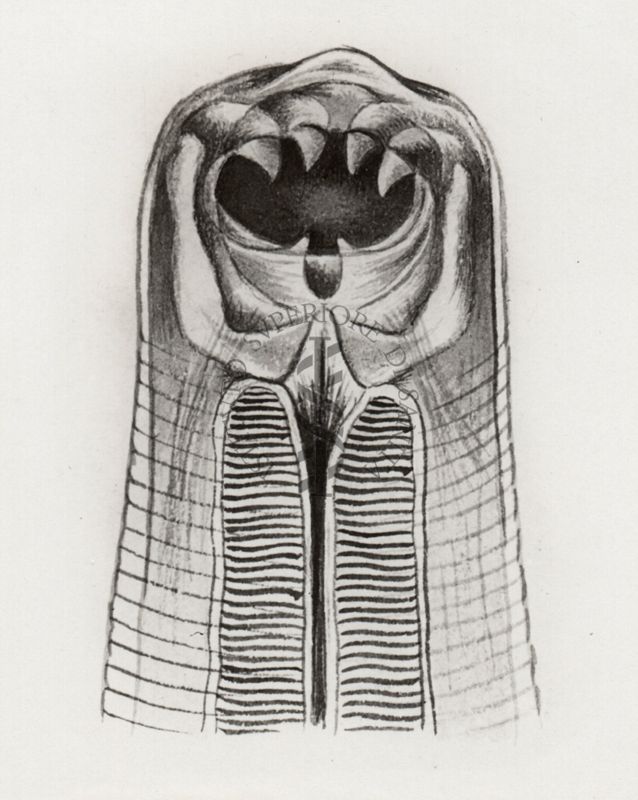 Testa di Anchylostoma duodenale (vista di fronte)