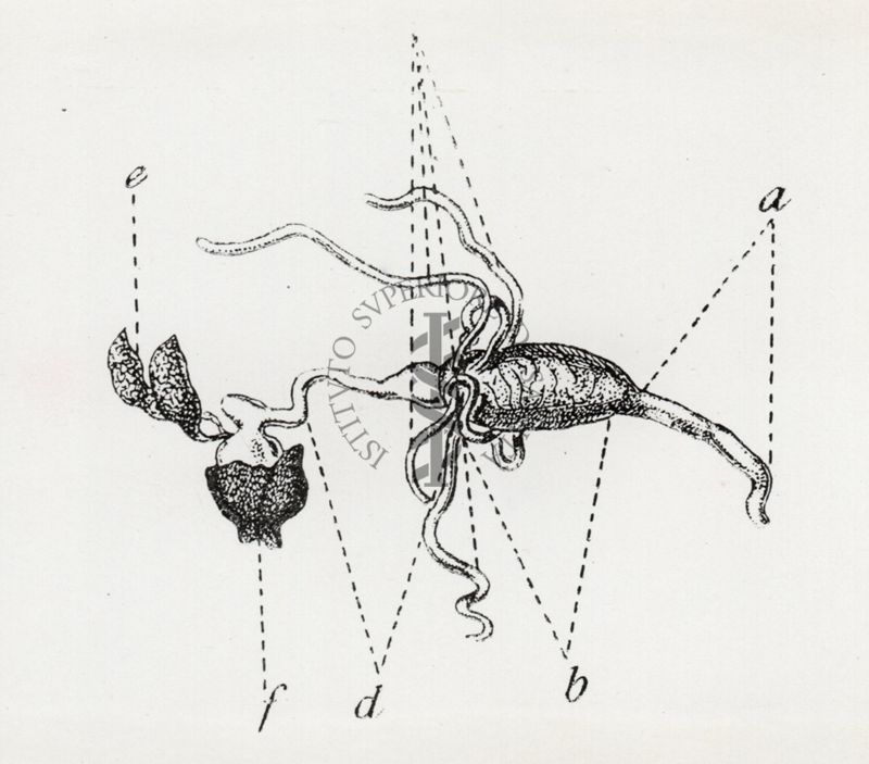 Organi interni di Culicidae