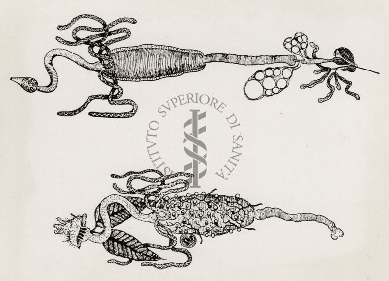 Anatomia dell'Anopheles