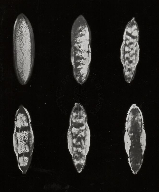 Uova delle sei varietà di Anopheles maculipennis