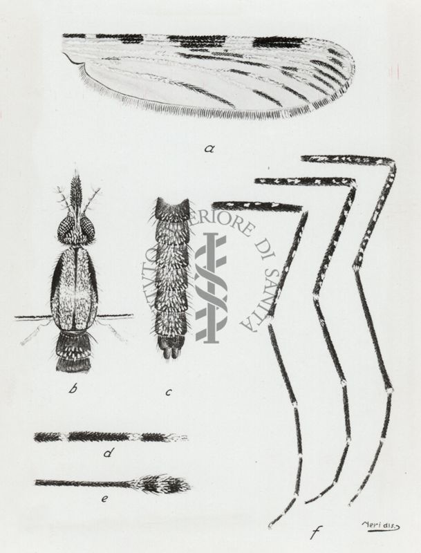 Anopheles dancalicus