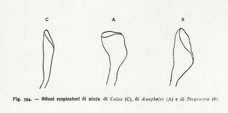 Sifoni respiratori di ninfe, di culex, anopheles, stegomyia