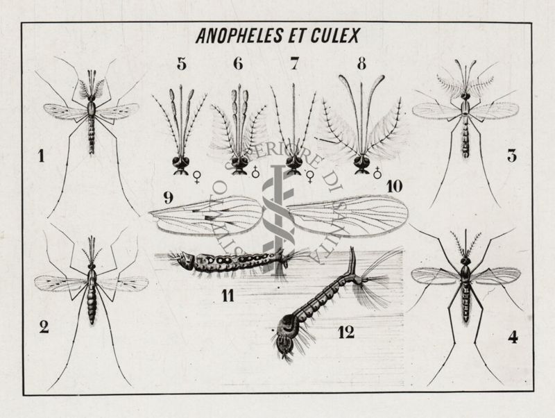 Tavola dimostrativa tra il genere Anopheles e Culex