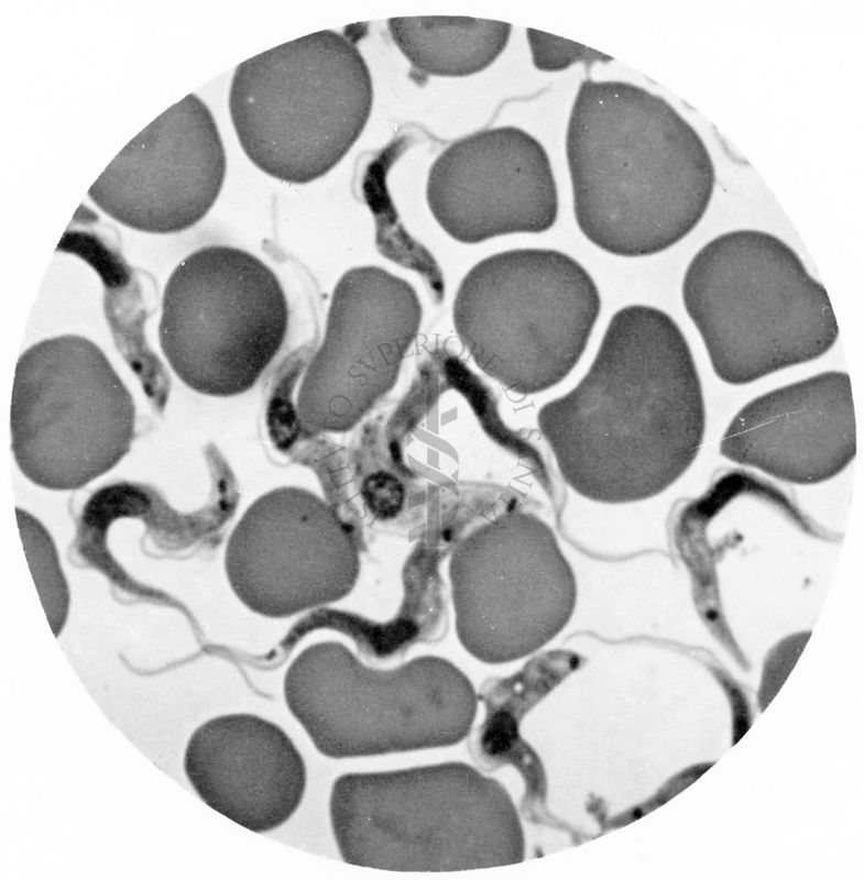 Trypanosoma gambiense - forme tipo A. e una tipo B.