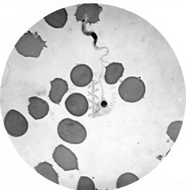 Trypanosoma gambiense - forma a leptomonas