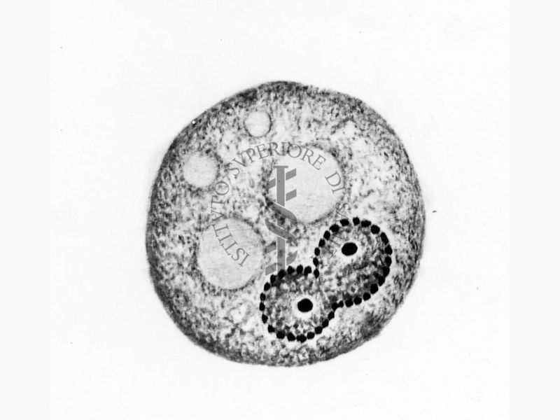 Entamoeba vescicale - forme in divisione