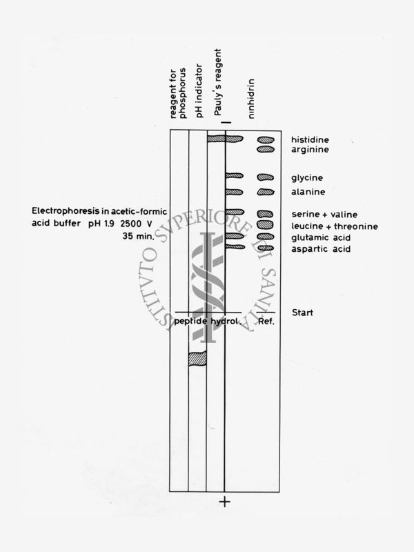 Schema di gel elettroforetico di proteine