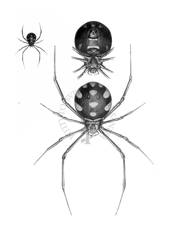 Vista ventrale e dorsale del ragno Malmignatta (Latrodectus Tredecimguttatus) femmina