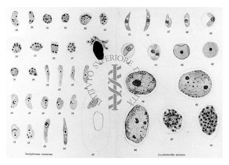 Tavola con gli stadi di sviluppo dei parassiti intracellulari tra Dactylosoma Ranarum (a sinistra) e Lankestrella Minima (a destra)