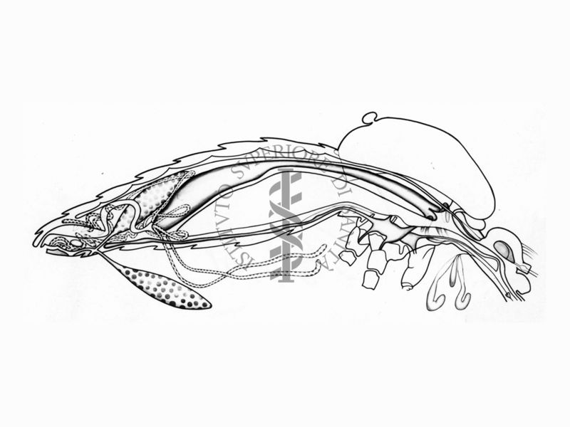 Schema anatomico di una zanzara (Diptera, Culicidae) in sezione orizzontale