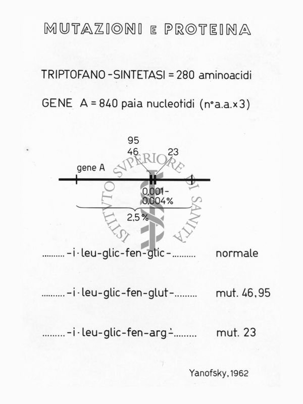 Schema su mutazione e sintesi delle proteine