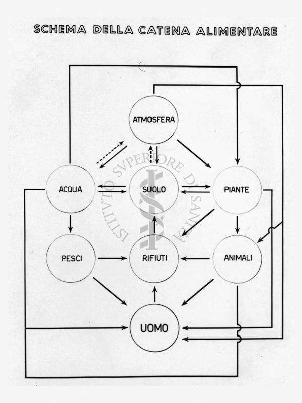 Schema della catena alimentare