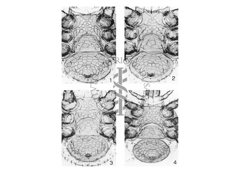 Foto di quattro specie Macrochelidi (Mesostigmata, Macrochelidae), in posizione ventrale