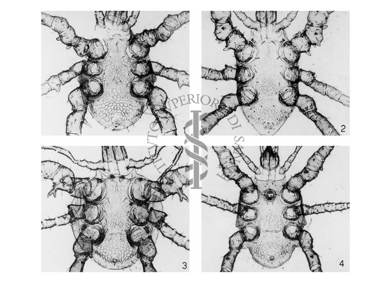 Foto di quattro specie Macrochelidi (Mesostigmata, Macrochelidae), in posizione ventrale