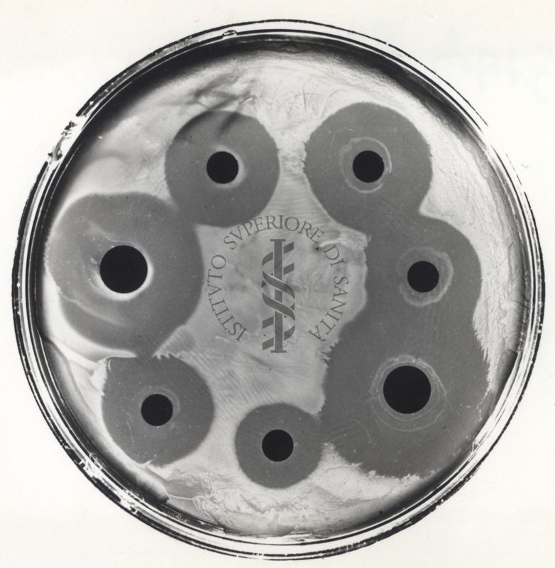 Piastre di antibiogramma