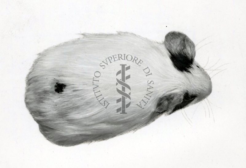 Cavia avitaminotica