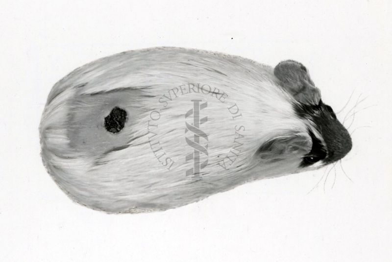 Cavia avitaminotica