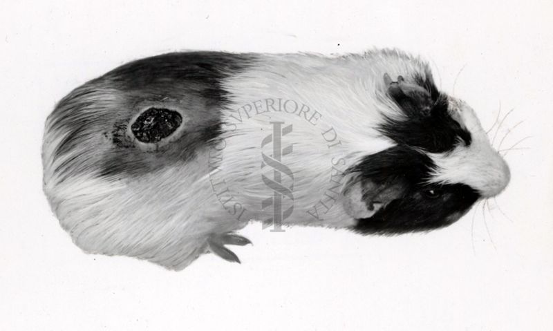 Cavia avitaminotica