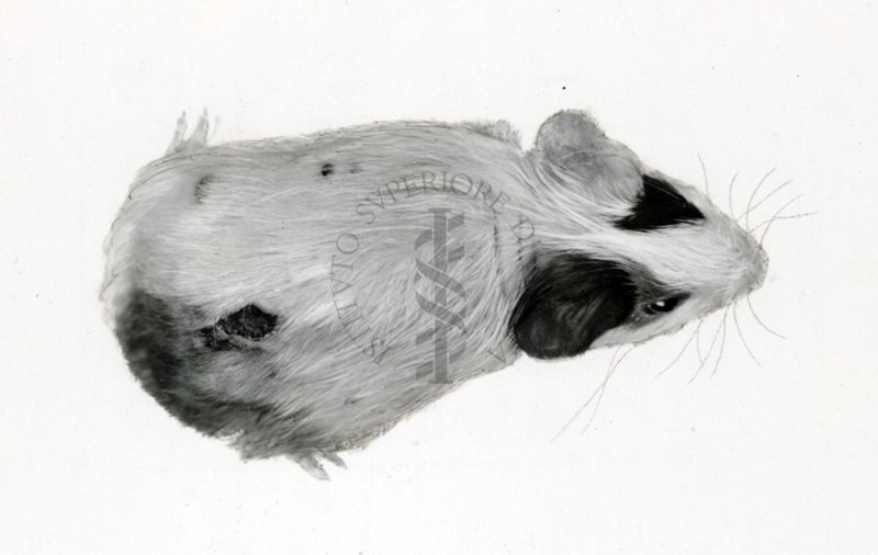 Cavia avitaminotica