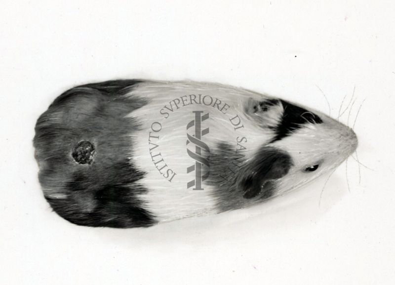 Cavia avitaminotica