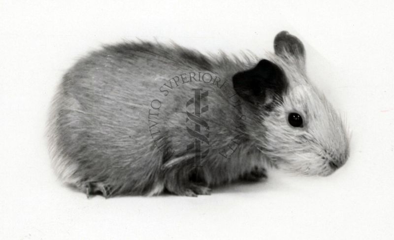 Cavia avitaminotica