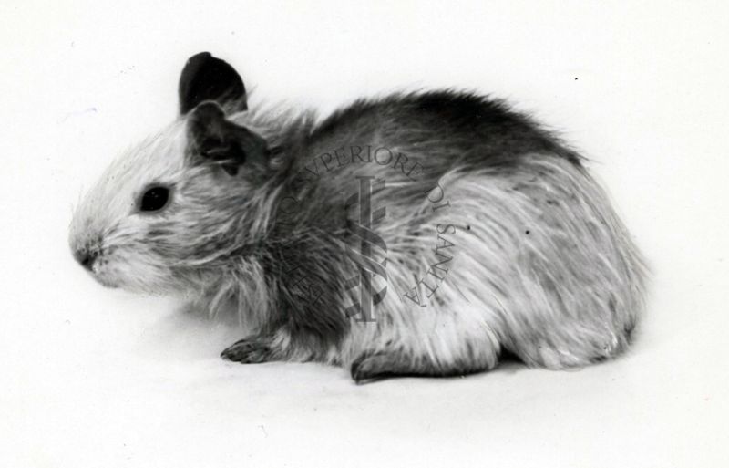 Cavia avitaminotica