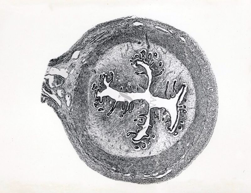 Attività luteinizzante del progesterone standard