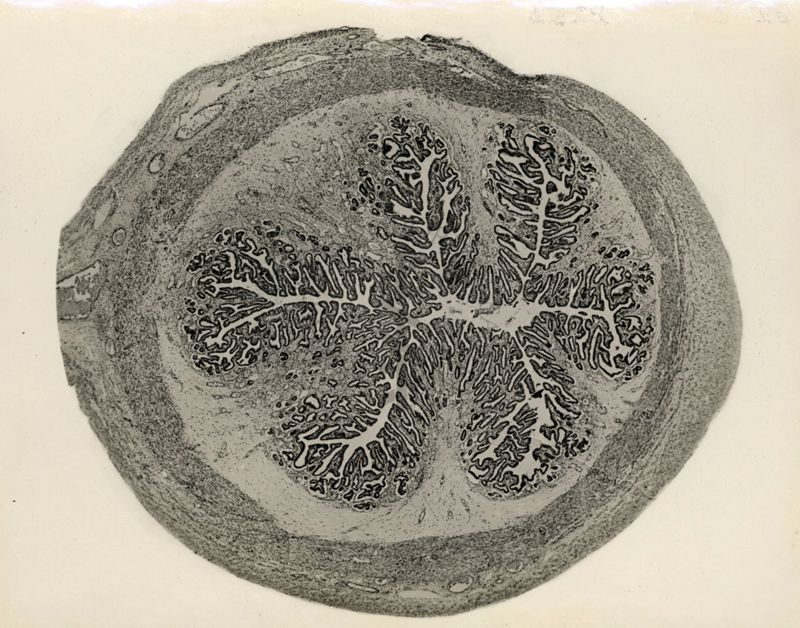 Attività luteinizzante del progesterone standard