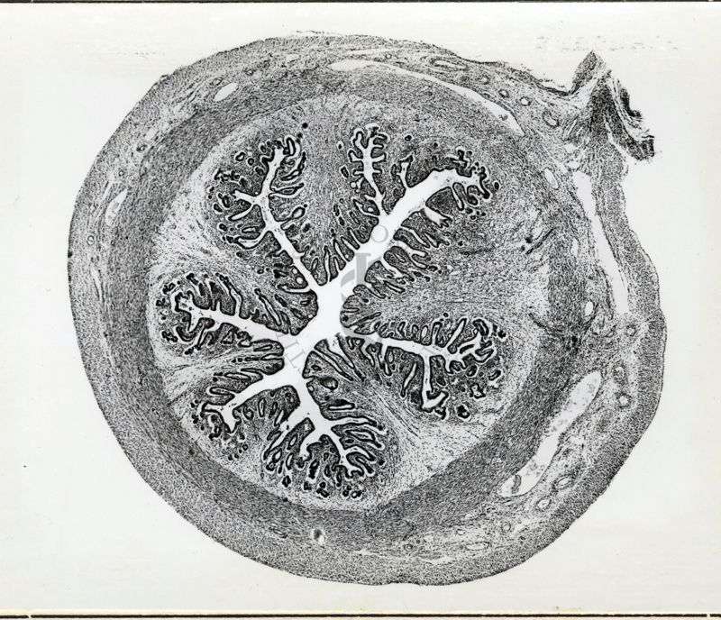 Attività luteinizzante del progesterone standard