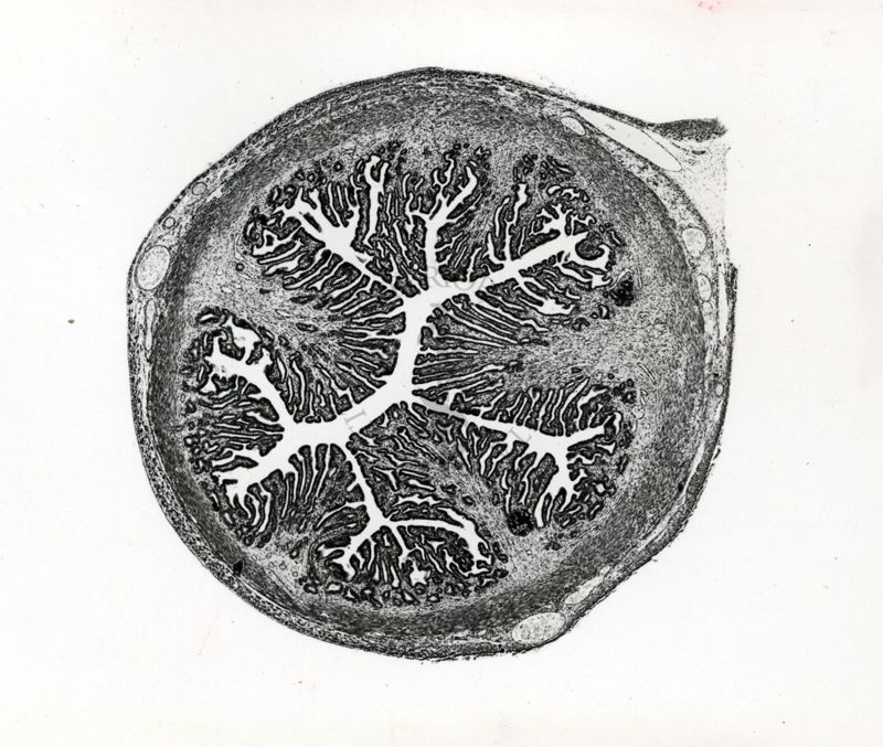 Attività luteinizzante del progesterone standard