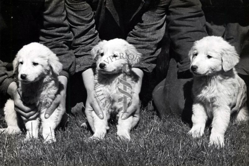 Gruppo di cani sottoposti a ricerche di ricambio azotato