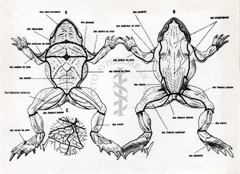 Considerazioni sugli effetti della pneumectomia bilaterale del Bufo-Vulgaris. Topografia dei sacchi linfatici del Bufo-Vulgaris