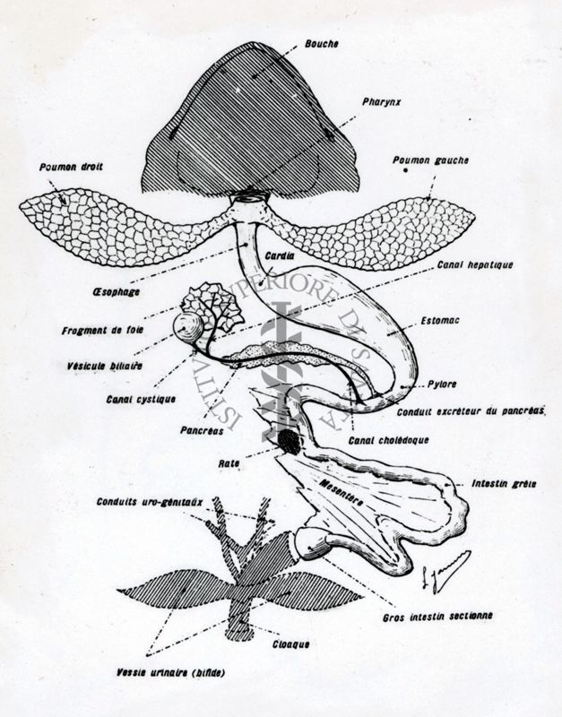 Considerazioni sugli effetti della pneumectomia bilaterale del Bufo-Vulgaris. Schema di apparato digerente e polmonare di Bufo-Vulgaris