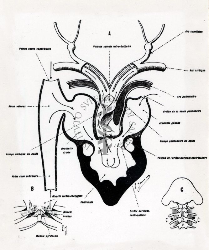 Considerazioni sugli effetti della pneumectomia bilaterale del Bufo-Vulgaris. Schema del cuore di Bufo-Vulgaris