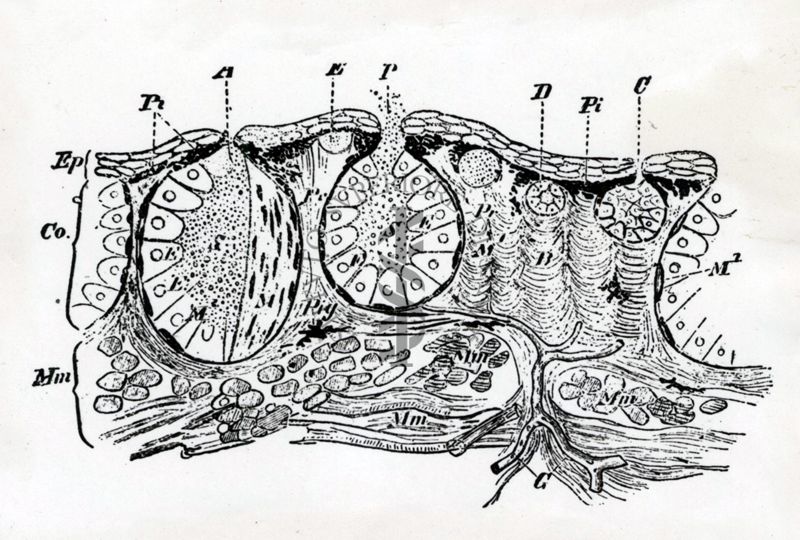 Considerazioni sugli effetti della pneumectomia bilaterale del Bufo-Vulgaris. Epidermide di salamandra