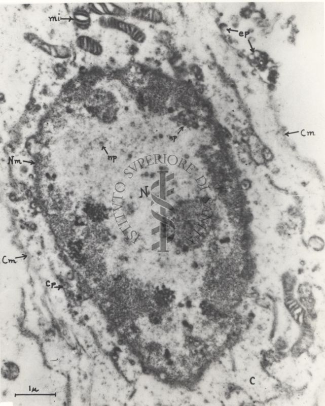 Colture di tessuti con virus dell'herpes