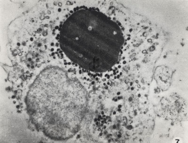 Virus dell'ectromelia