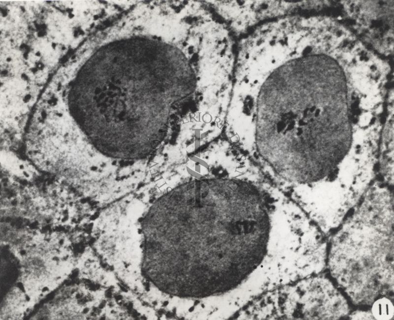 Cellule normali di cornea di coniglio