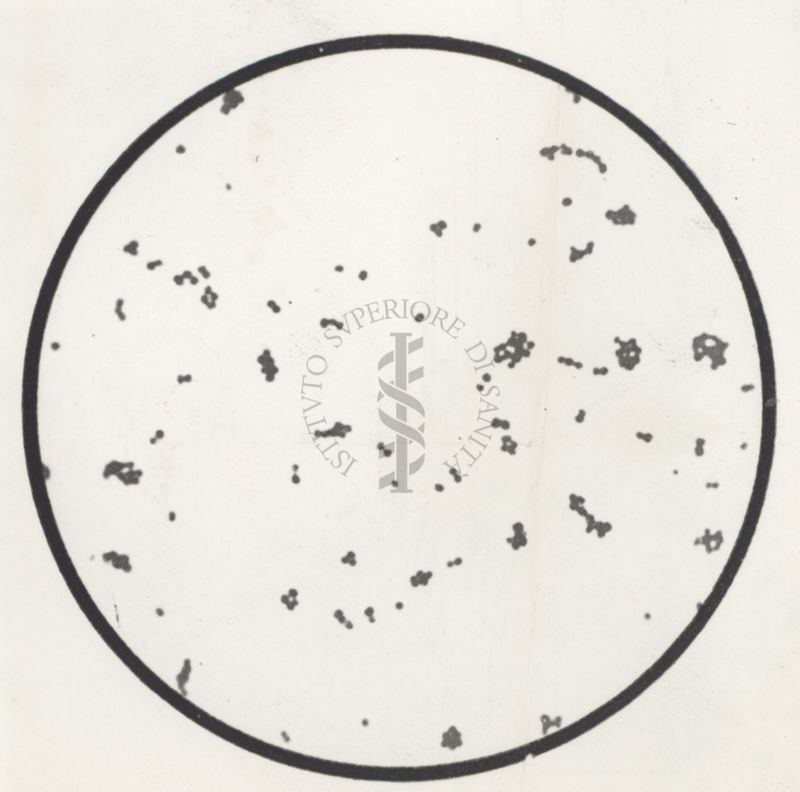 Staphylococcus Pyogenes Aures - "Da Atlas of Bacteriology 1952" di Crauston Low and C. Dodds